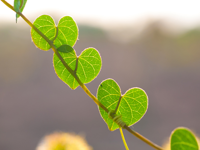 Gratitude Grows Best Without Being Asked(Subject Image)