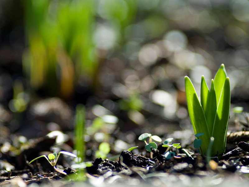 Bridging Hearts: How CSS Supports Direct Communication between Families(Subject Image)